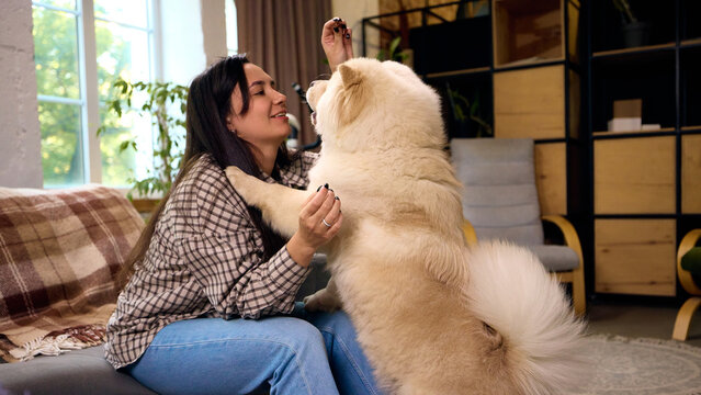 Playful dog resting paws on smiling owner as she raises treat on sofa. Pet enrichment, reward training and owner engagement concept.
