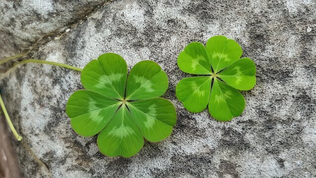 Isolated vibrant green four-leaf clover on rustic wooden surface, showcasing luck, nature, and springtime symbolism for celebratory designs.
