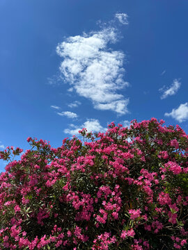 Oleander nerium bright pink flowers against sky