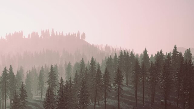 Rows of tall pine trees fill the slopes of a mountain valley while a soft morning mist creates a calm and quiet atmosphere across the wilderness landscape under the pale light of dawn