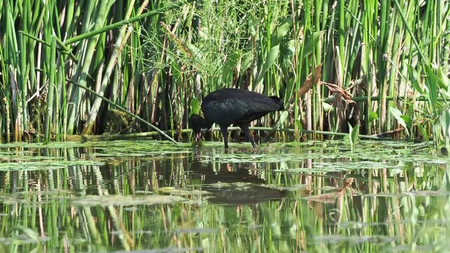 Juvenile Glossy ibis (Plegadis falcinellus) foraging in shallow water