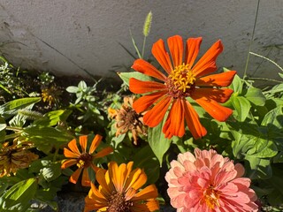 Close-up of vibrant orange and pink Zinnia elegans (common zinnia) flowers blooming in a sunny garden against a stucco wall background. Ideal for botanical, floral, summer, and nature concepts. © Bediha Duru Öksüz