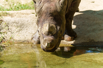 Black Rhinoceros Walking on Dirt Ground in Zoo Enclosure © Raichi