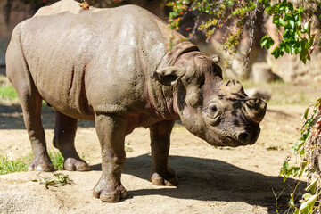 Black Rhinoceros Walking on Dirt Ground in Zoo Enclosure © Raichi