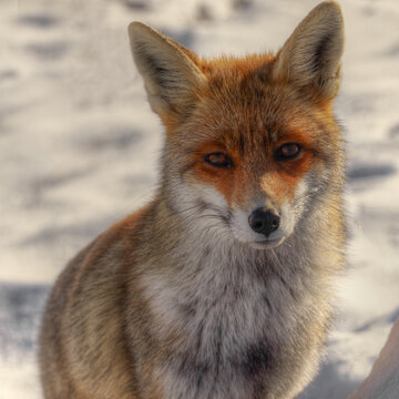 View of a red fox standing in the snow with thick fur and alert eyes in the winter landscape of Castelluccio, Umbria, Italy.