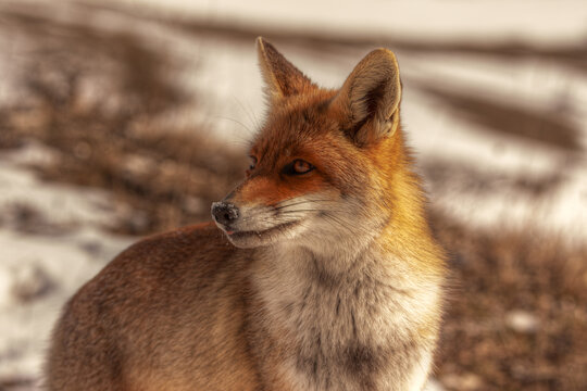 View of a red fox standing in the snow with soft fur and alert eyes in Castelluccio, Umbria, Italy.