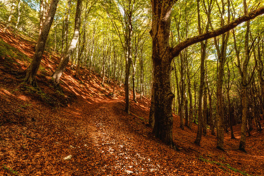 View of a forest path covered in fallen autumn leaves, surrounded by tall trees with golden and green foliage in Val di Ranco, Umbria, Italy.