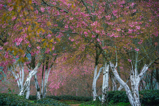  workers carrying woven baskets pick tea among green rows framed by pink cherry blossoms at O Long tea hills in Sapa, Vietnam.