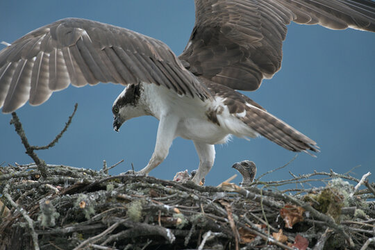 View of an adult osprey with its young chick in a large stick nest, with the bird's wings spread wide against a soft blue background in Pitt Meadows, British Columbia, Canada.
