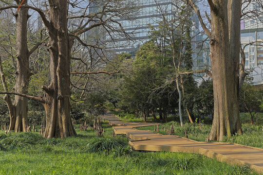 View of a wooden path winding through a park with large trees and green grass in Tokyo, Tokyo, Japan.