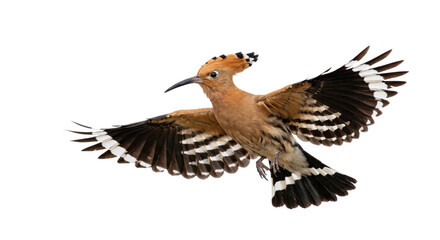 Hoopoe bird with wings fully spread, showing barred feathers against a black background © Ophelia