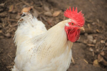 rooster in the farm © MixStudio