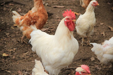 free range chicken © MixStudio