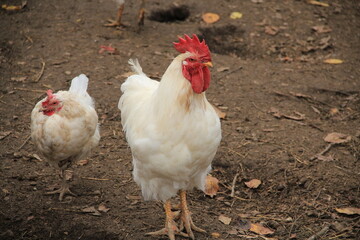 free range chicken © MixStudio