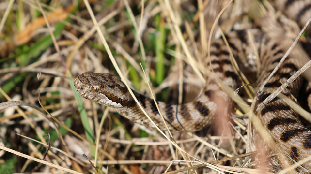 View of a patterned snake resting in dry golden grass in the alpine meadows of Taninges, Auvergne-Rhone-Alpes, France.