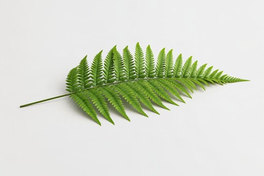 Vibrant green fern frond rests on a plain backdrop.