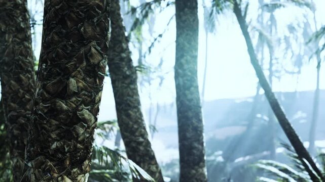 Close up view of palm tree trunks in a thick jungle landscape with bright daylight and morning fog
