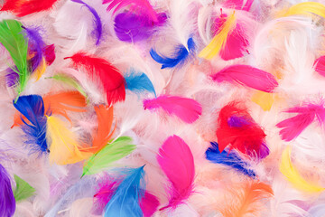 Colorful feather background, top view. © Nikolay
