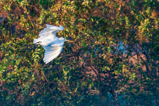 Great Egret Flying Past Grove of Trees