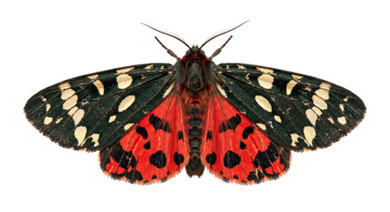 Scarlet tiger moth displaying spotted red hindwings and patterned dark forewings © Ophelia