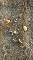A collection of colorful seashells and broken shell fragments scattered across coarse beach sand. Natural sunlight reveals delicate ridges, organic shapes, and marine textures. © margulis