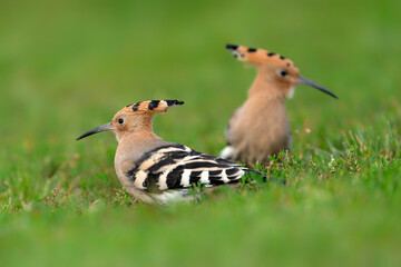 Two Eurasian hoopoe (Upupa epops) searching for food. Soft green background.             © Albert