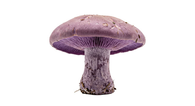 Large violet mushroom with detailed gills and thick stem isolated against a dark background