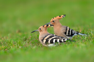 Two Eurasian hoopoe (Upupa epops) searching for food. Soft green background.             © Albert