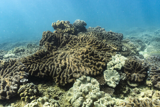 View of the vibrant coral reef formations at Ningaloo Coast, showcasing intricate textures and diverse marine life in the clear waters of Ningaloo, Western Australia, Australia.