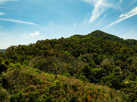Top view forest green nature background