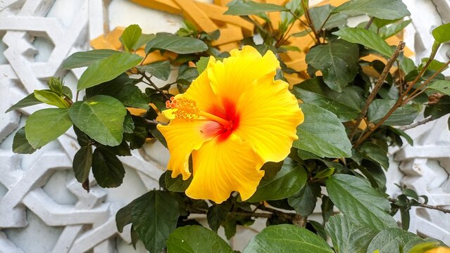 yellow flower close up with petal and green leaves background