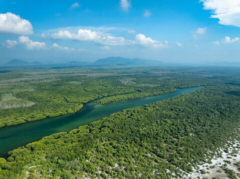 Amazing abundant mangrove forest, Aerial view of forest trees Rainforest ecosystem and healthy environment background, Texture of green trees forest top down, High angle view