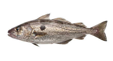 Silver-gray marine fish with a dark shoulder spot shown in detailed side view on black © Ophelia