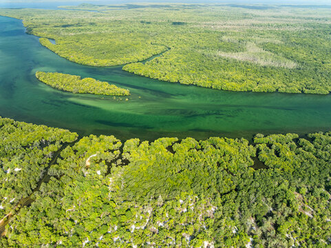Amazing abundant mangrove forest, Aerial view of forest trees Rainforest ecosystem and healthy environment background, Texture of green trees forest top down, High angle view