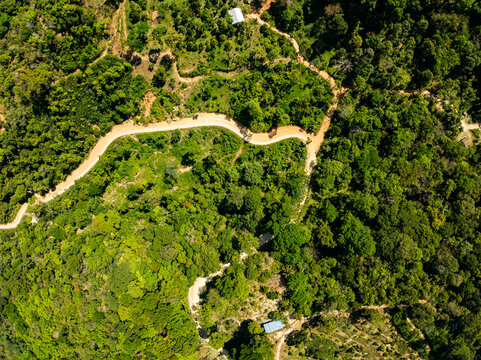 Top view forest green nature background