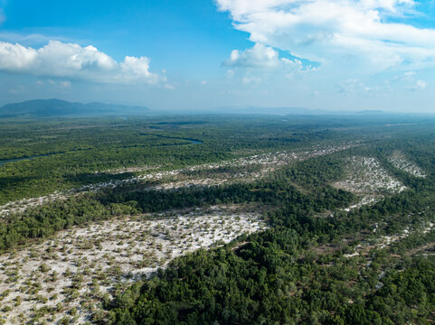 Amazing abundant mangrove forest, Aerial view of forest trees Rainforest ecosystem and healthy environment background, Texture of green trees forest top down, High angle view
