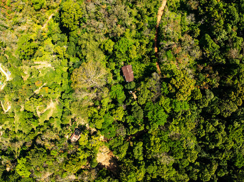 Top view forest green nature background