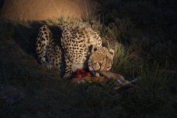 Cheetah with kill   © Karel