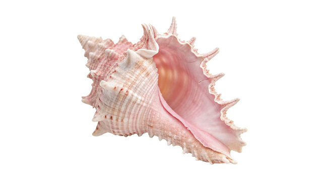 A beautiful pink marine sea shell conch isolated on transparent background
