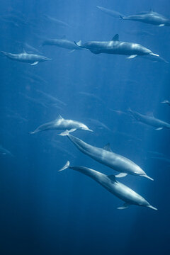 View of a large pod of spinner dolphins swimming gracefully through the deep blue waters of the Pacific Ocean near La Ventana, Baja California Sur, Mexico.