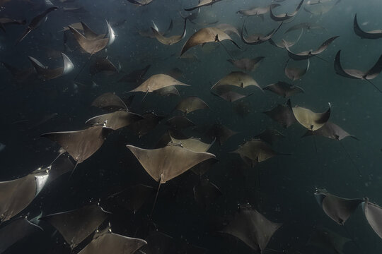 View of a large school of mobula rays swimming through deep blue ocean water in La Ventana, Baja California Sur, Mexico.