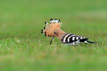 Eurasian hoopoe (Upupa epops) searching for food. Soft green background. © Albert