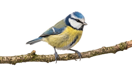 Blue tit perched on a textured branch, displaying vivid plumage against a clean black background © Ophelia