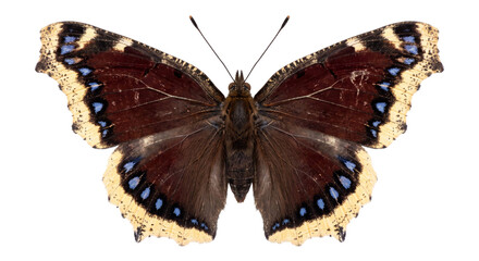 Mourning cloak butterfly displayed with open wings against a clean black background © Ophelia