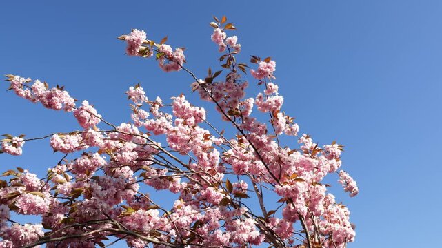 Wide view of blooming pink prunus cherry blossom tree canopy backlit by sunlight under a clear blue sky in spring