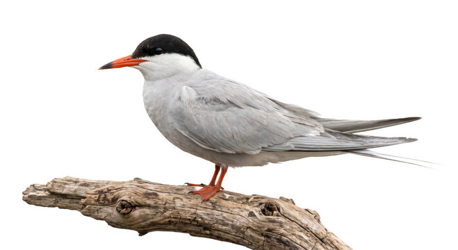 Adult common tern perched on weathered driftwood against a clean, dark isolated background