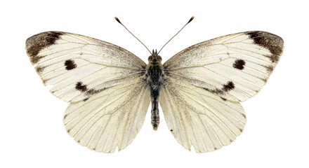 Pale butterfly with dark wing spots and fully spread wings on a solid black background © Ophelia