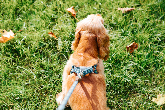A golden dog sits facing away in a grassy outdoor area, wearing a patterned harness attached to a leash. Scattered leaves lie among the grass