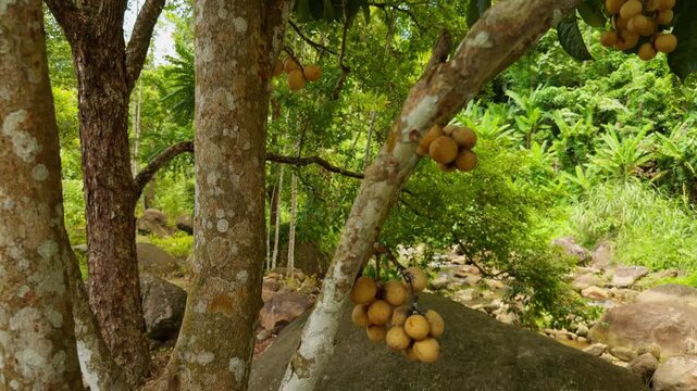 Yellow Tropical Langsat Fruits Grow in Clusters on Lichen Covered Tree Branches, Revealing Speckled Skins Against Soft Green Foliage and a Rocky Forest Stream, Highlighting Natural Growth and