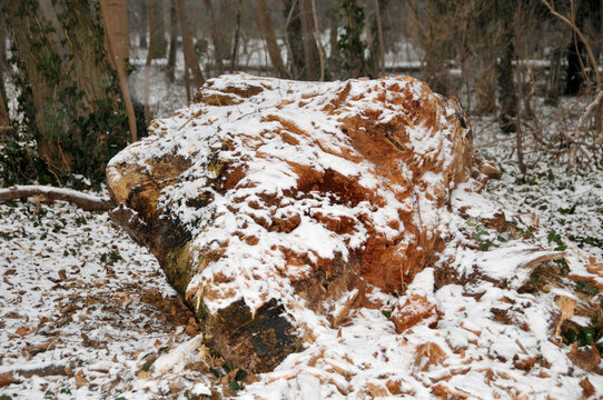 Baumstumpf im Winterwald